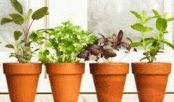 comment planter kiwi en pot
