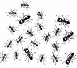 comment traiter les fourmis dans la maison