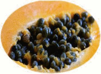 graines de papaye