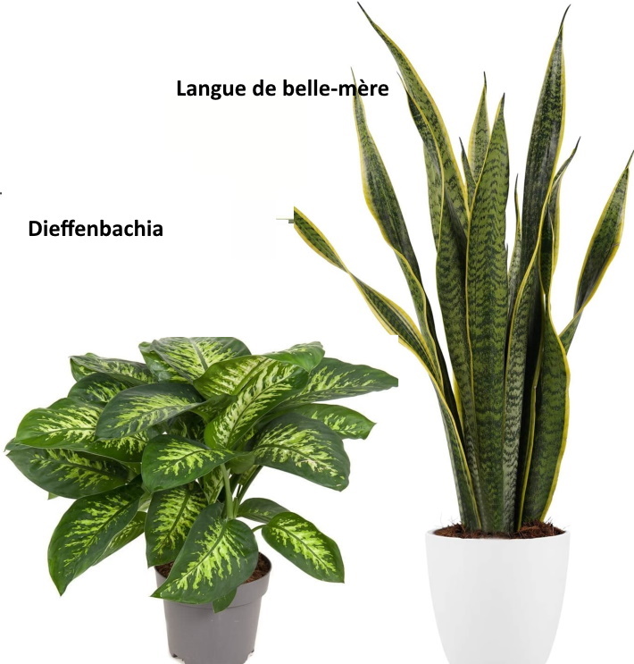 Les plantes qui supportent l'obscurité et l'humidité de la salle de bain