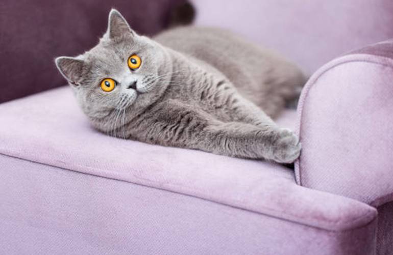 griffures de chat sur canapé comment les éviter comment les réparer
