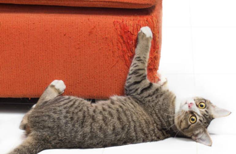 10 astuces pour éviter les griffures de chat sur le canapé