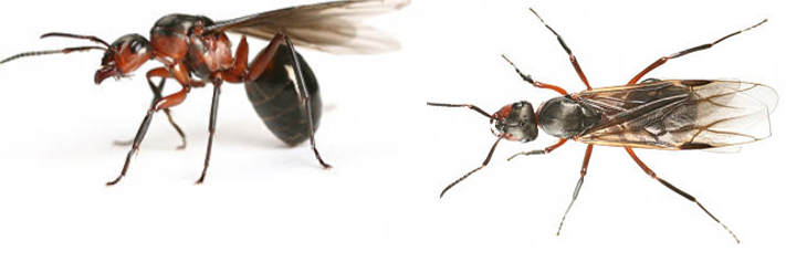 10 astuces pour faire fuir les fourmis volantes