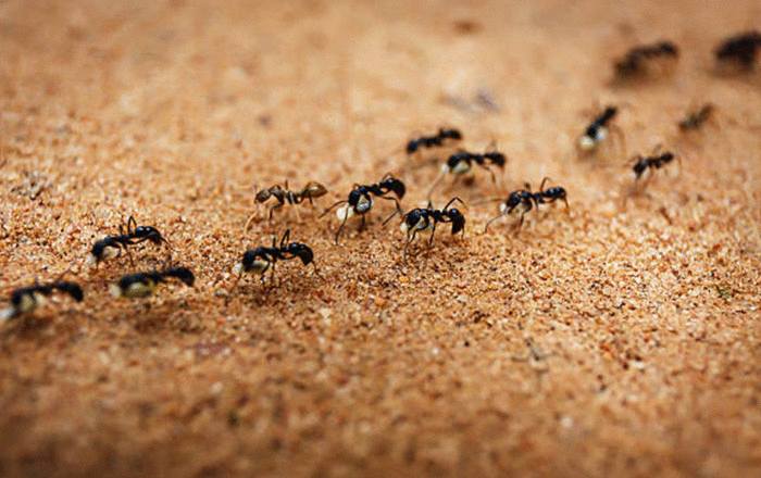 10 traitements naturels fait-maison contre les fourmis charpentières