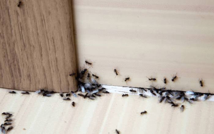 10 traitements naturels contre les fourmis charpentiéres
