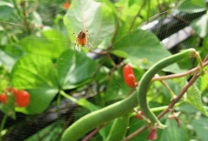 une araignée rouge sur un plant d'haricot vert