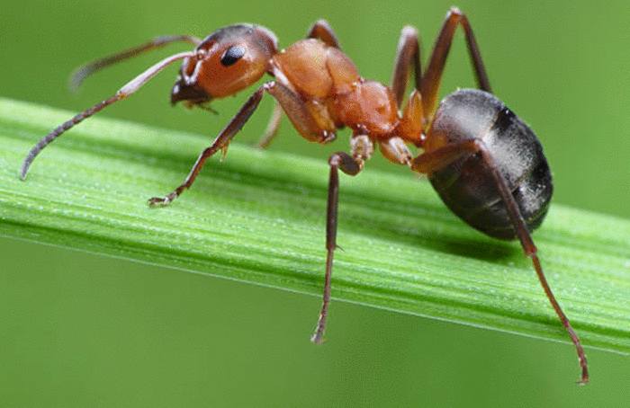 meilleures astuces anti fourmis