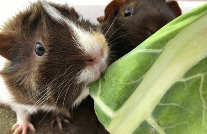 comment bien soigner hamster et cobaye
