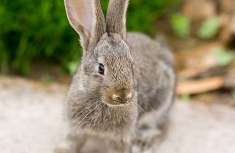 25 astuces naturelles pour chasser les lapins du jardin ou du potager
