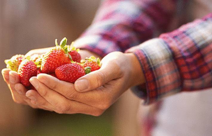 conserver les fraises
