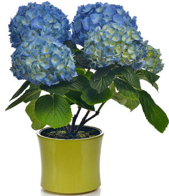 un bel hortensia bleu en pot
