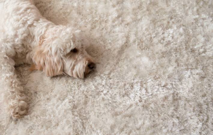 un chien sur un tapis fausse fourrure