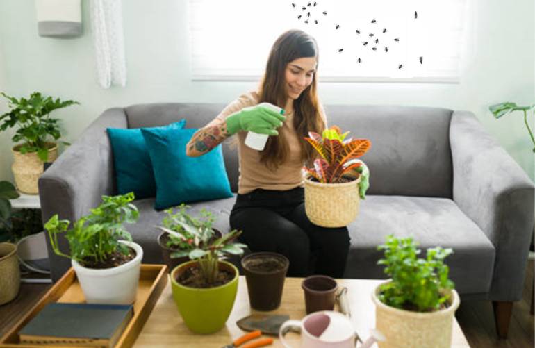 5 conseils et 10 astuces pour éliminer les moucherons autour des plantes