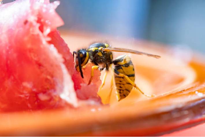 comment ne pas attirer guêpes, abeilles et frelons à sa table