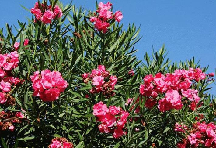 laurier rrose- azalee- rhododendron : plantes-