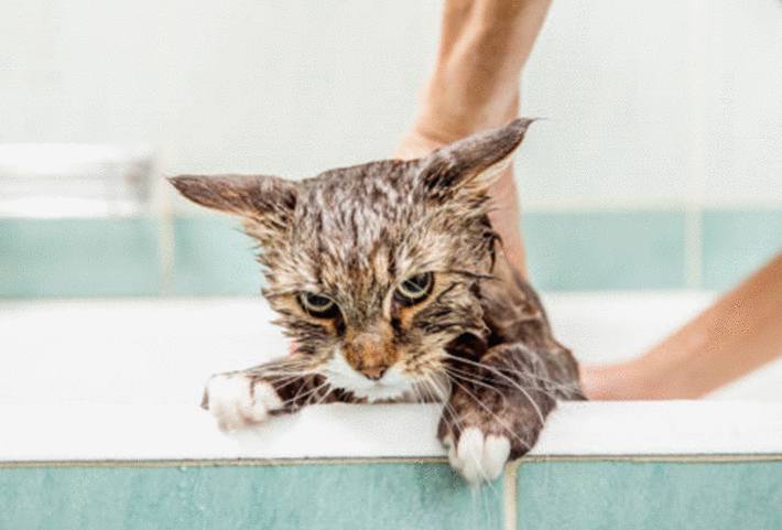 comment laver un chat