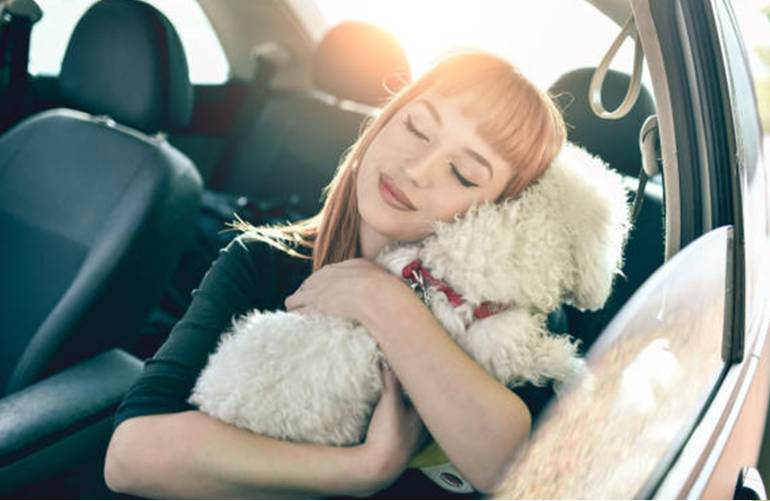 Comment enlever odeur de chien dans voiture avec 10 déodorants naturels