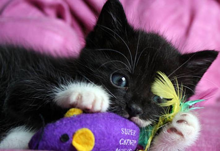 89% des propriétaires de chats ont l'intention d'offrir un cadeau de noël à  leur chat.