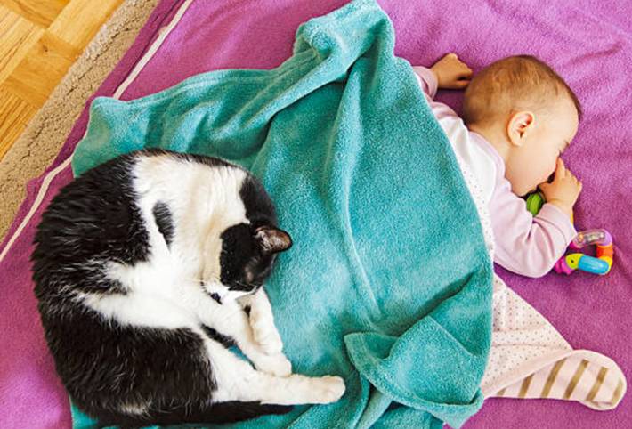 bébé et chat comment faciliter leur rencontre