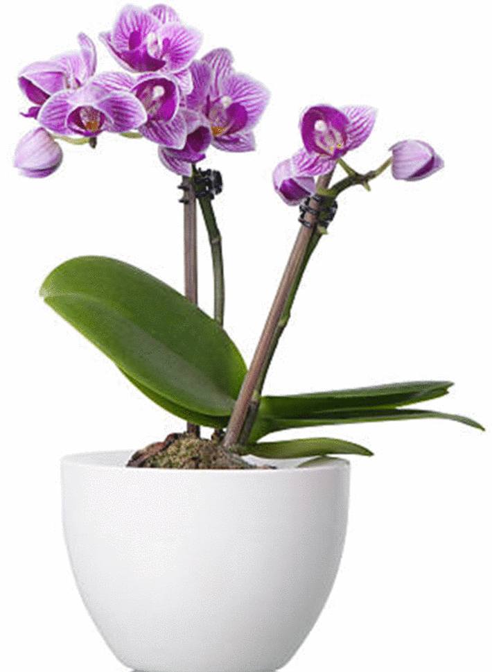 une belle orchidée violette en pot