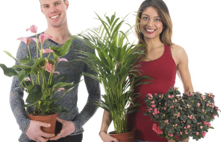 un couple femme et homme ont les bras chargés de plantes