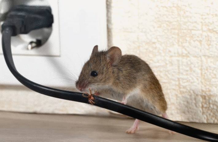7 astuces pour se débarrasser des souris dans les murs