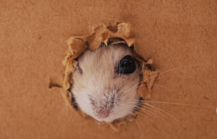 Comment se débarrasser à coup sûr des souris ?