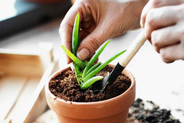 planter aloe vera en pot chez soi