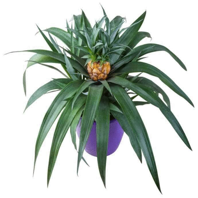 comment planter ananas