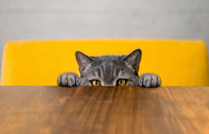 chat-gris-avec-deux-pattes-au-bord-de-la-table-en-bois-marron-sur-une-chaise-jaune