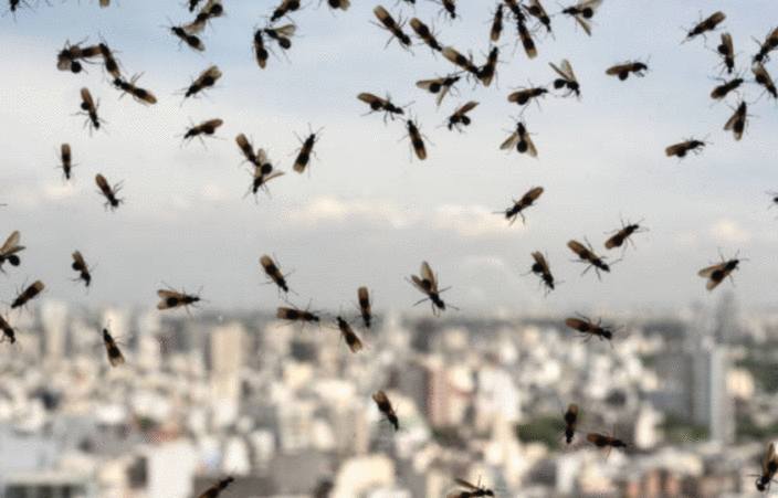comment se débarrasser des fourmis volantes