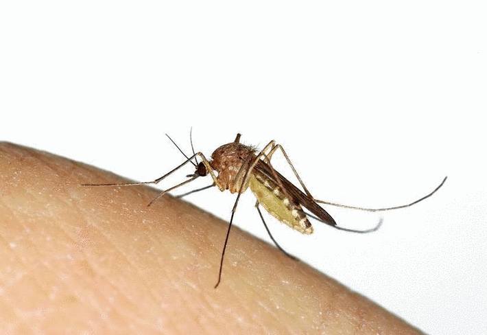 moustique et piqure de moustique