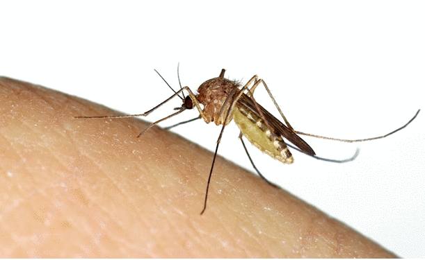 comment traiter une piqure de moustique