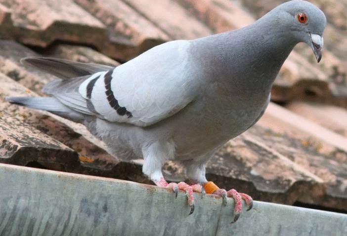 comment se débarrasser des pigeons