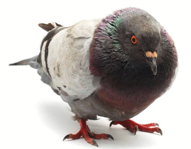 pigeon comment se débarrasser des pigeons