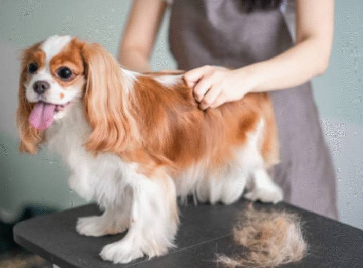 comment nettoyer poil chat ou chien