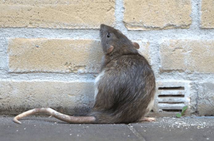 rat-lutter-contre-les-rats-se-débarrasser-des-rats-rats-que-faire-lutte-anti-rat
