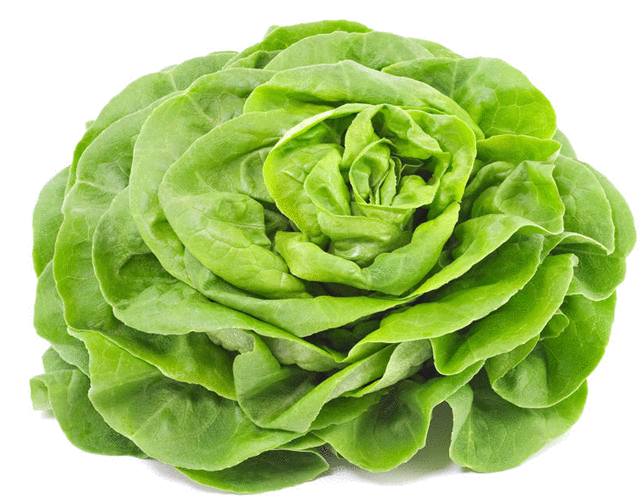 salade-verte-laitue-scarole-pesticide-comment-laver-la-salade-salade-en-sachet-danger