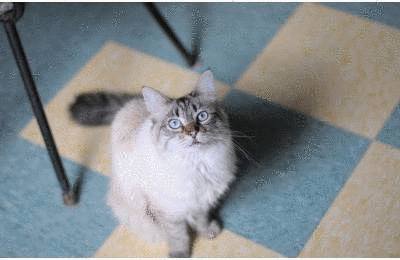 Comment enlever les odeurs de pipi de chat sur un tapis - Okay