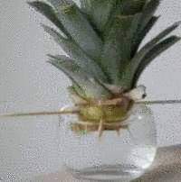 ananas pour faire une plante