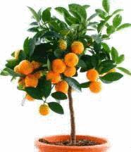 un oranger