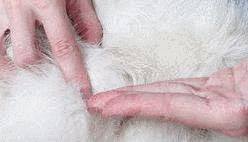 nettoyage fourrure blanche